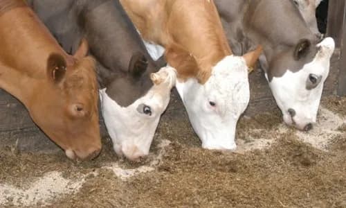 Animal Feed Bentonite